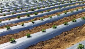 Mulching Film